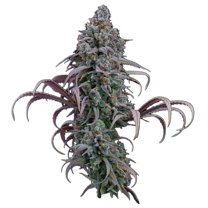 Illustration from the original article “MrSoul and Brothers Grimm Seeds”.