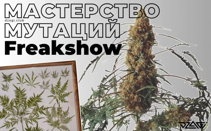 Мастерство мутаций: история сорта Freakshow