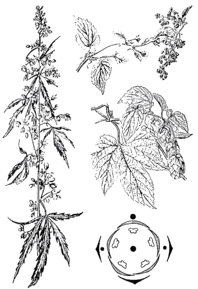 Illustration from the original article “Genetics made clear: taxonomy”.