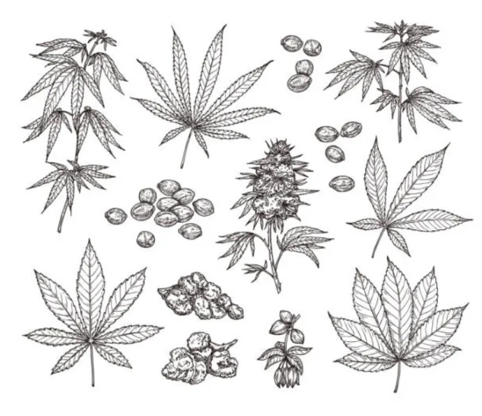 Illustration from the original article “Genetics made clear: taxonomy”.