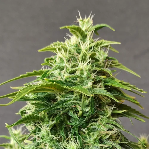 Botanical photograph: Genetics made clear: Fast Flowering