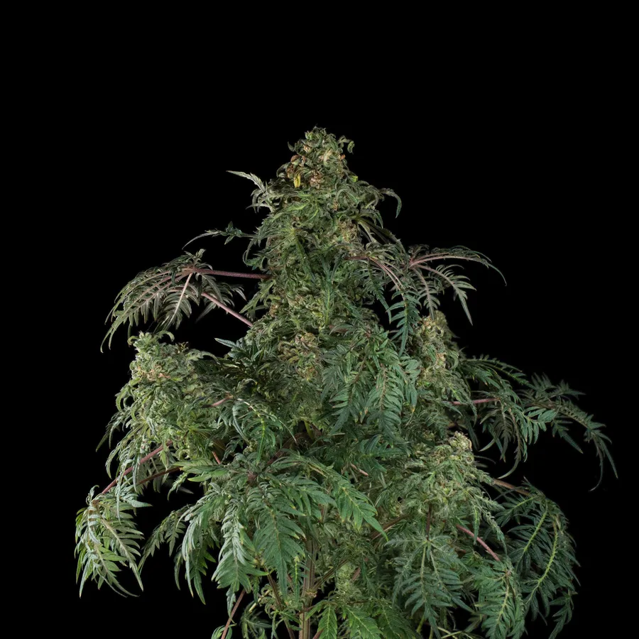 Верхушка Freaky Fast F1 BX в цветении на чёрном фоне в окружении сильно рассечённых папоротниковых листьев