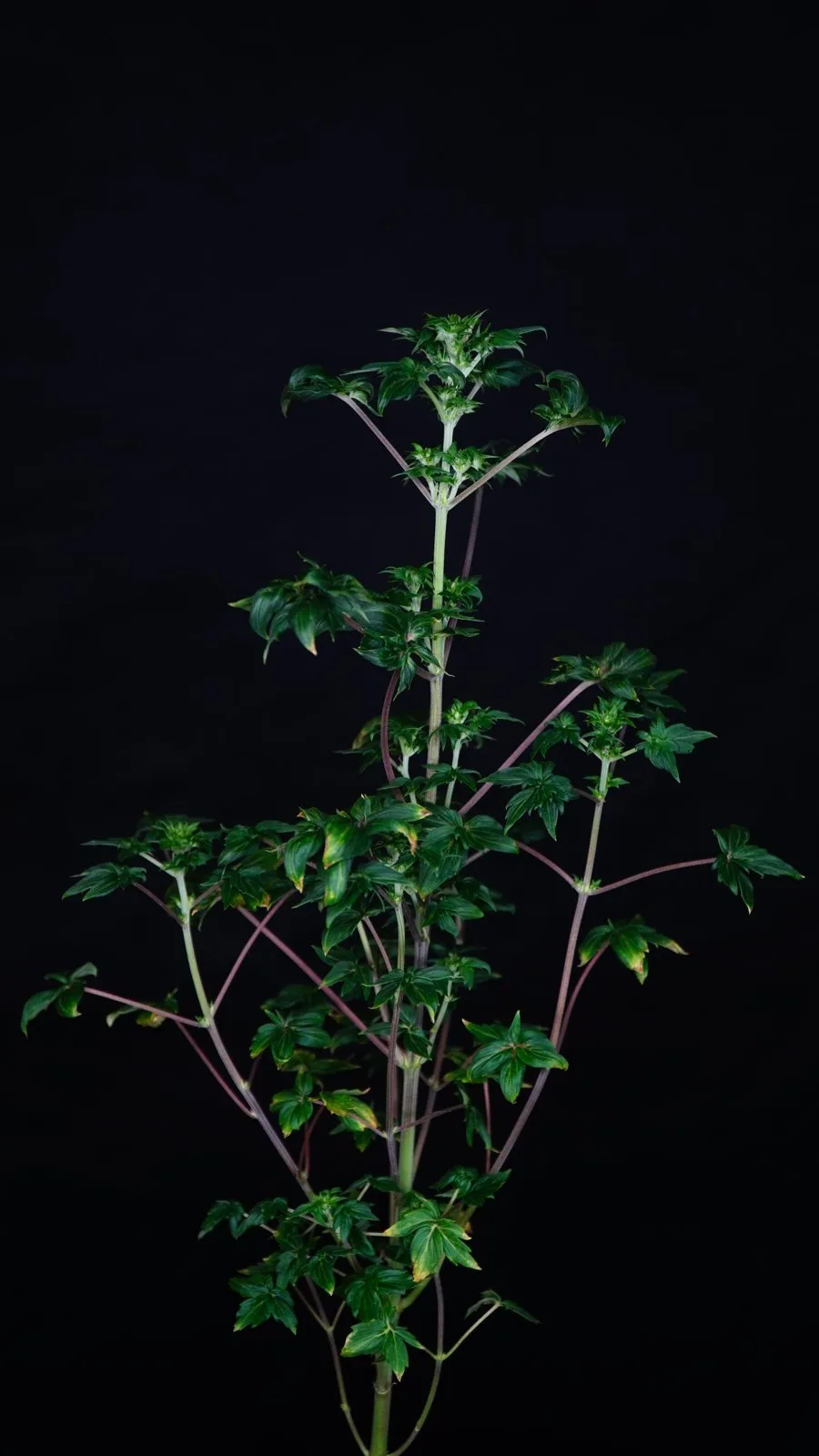 A plant from the Drunken Bastard × Bastard Ryder line.