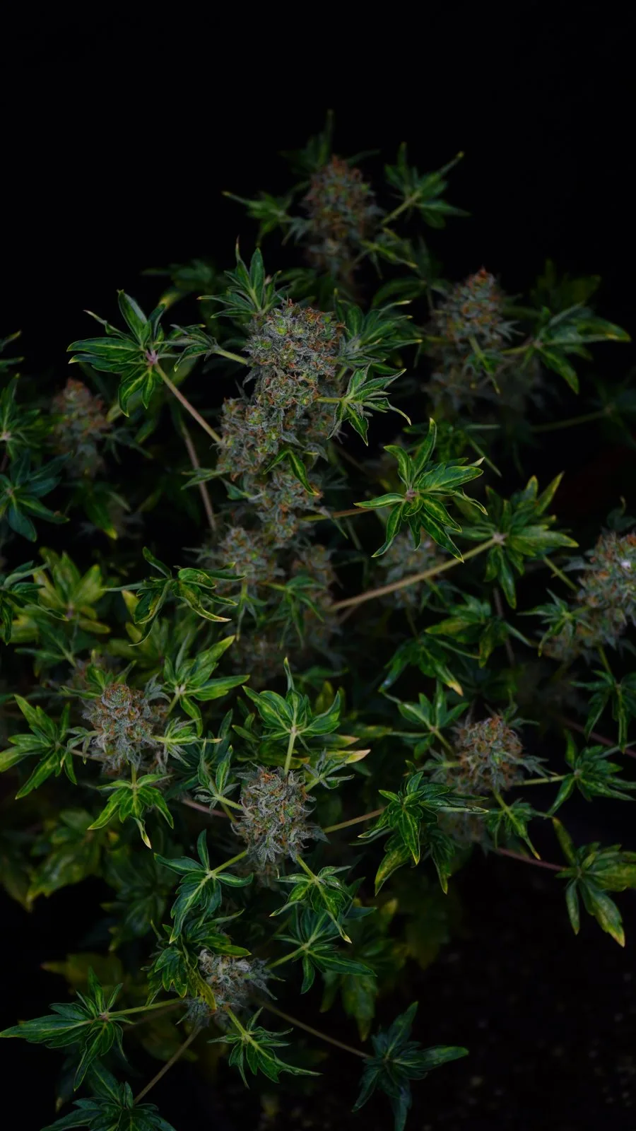 The flowering Bastard Ryder line with ABC leaves.