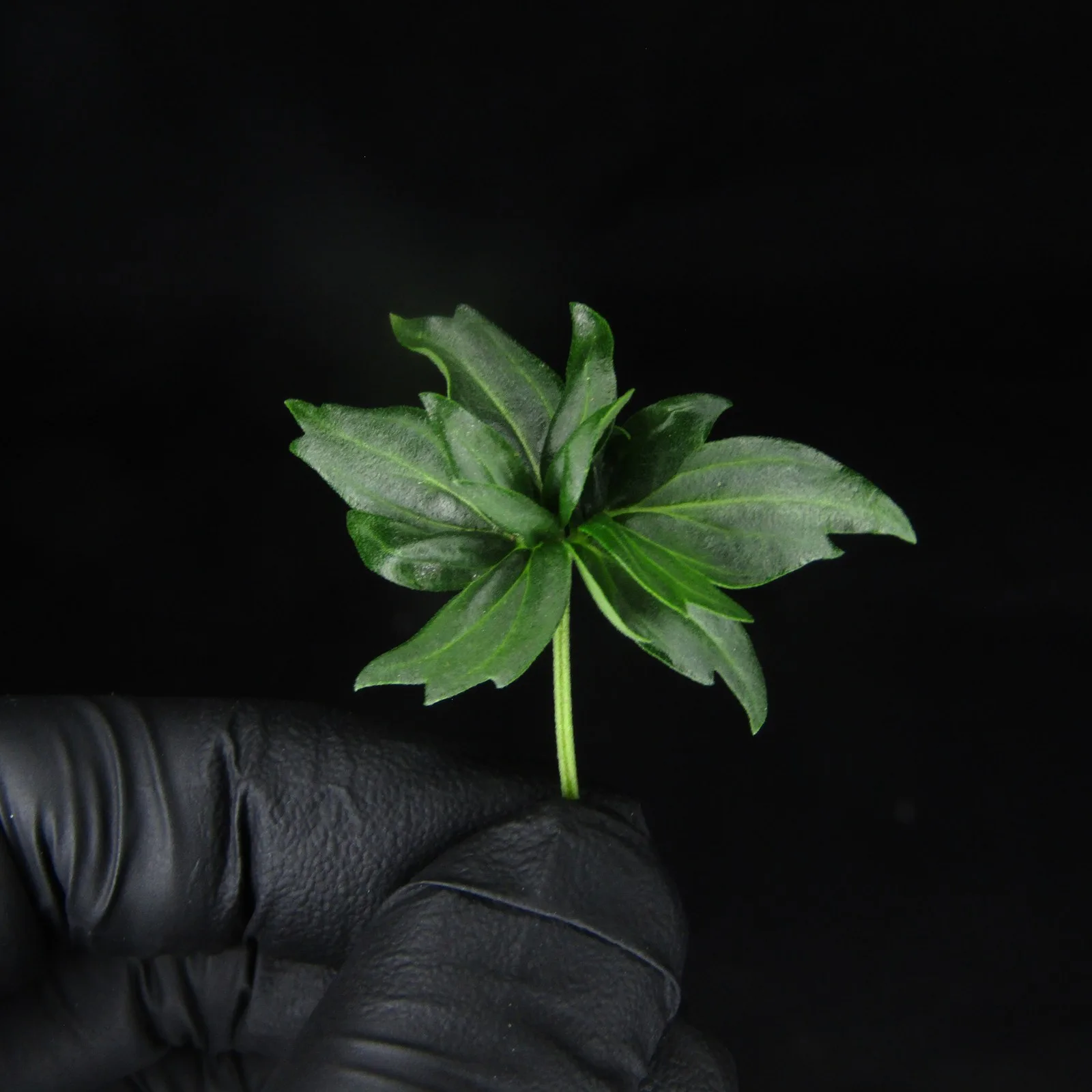 Small ABC leaf held in a black nitrile glove: broad, glossy leaflets with smooth edges and only a few teeth, on black