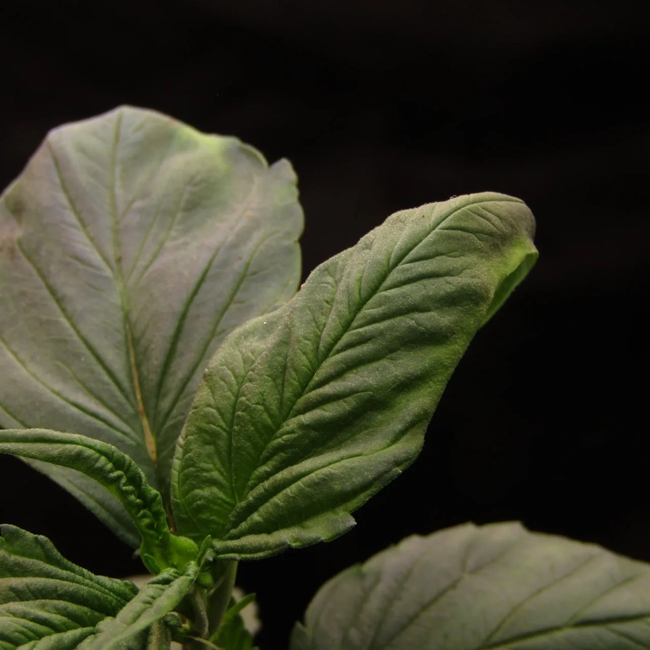 An AD17 Berry leaf.