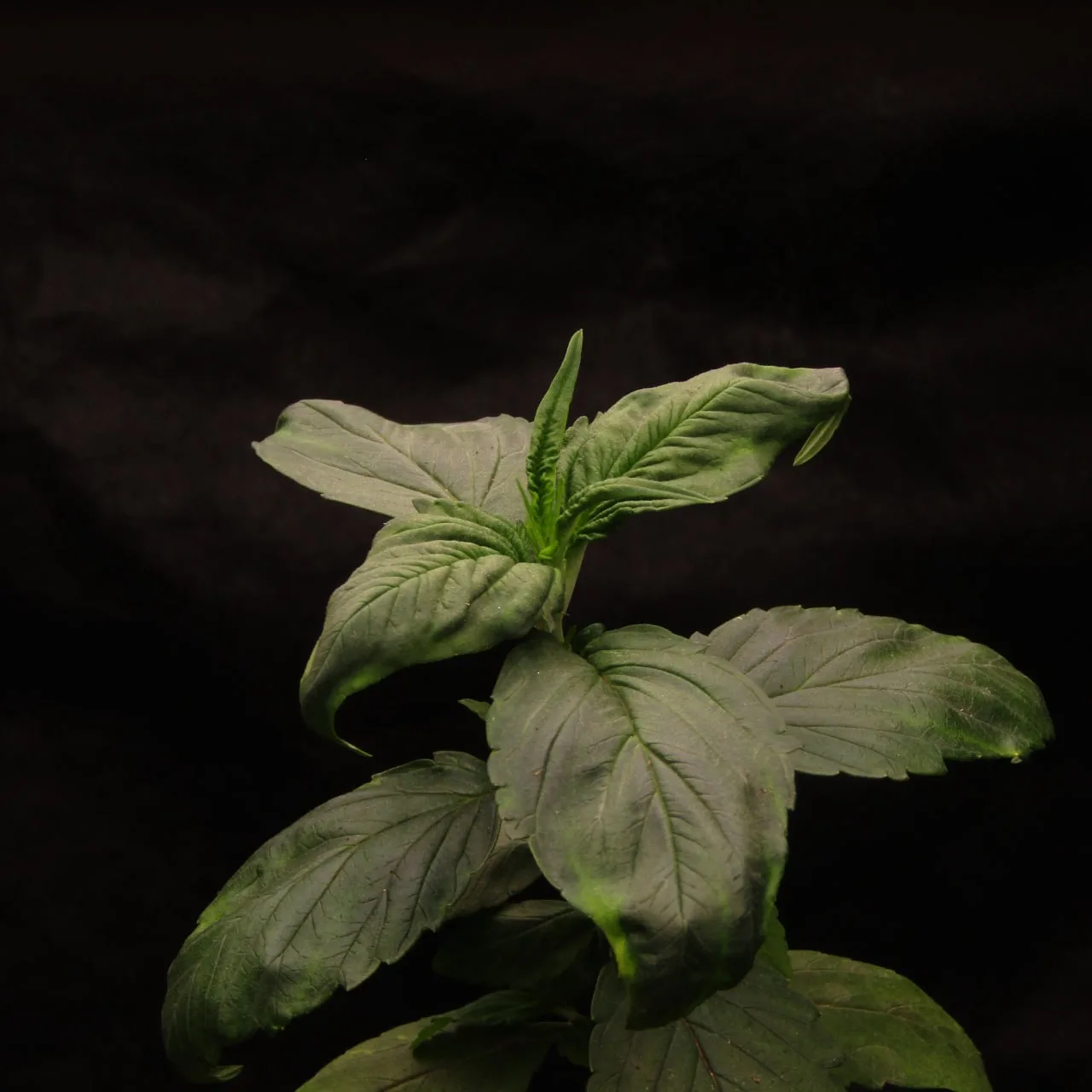 A young AD17 Berry plant.