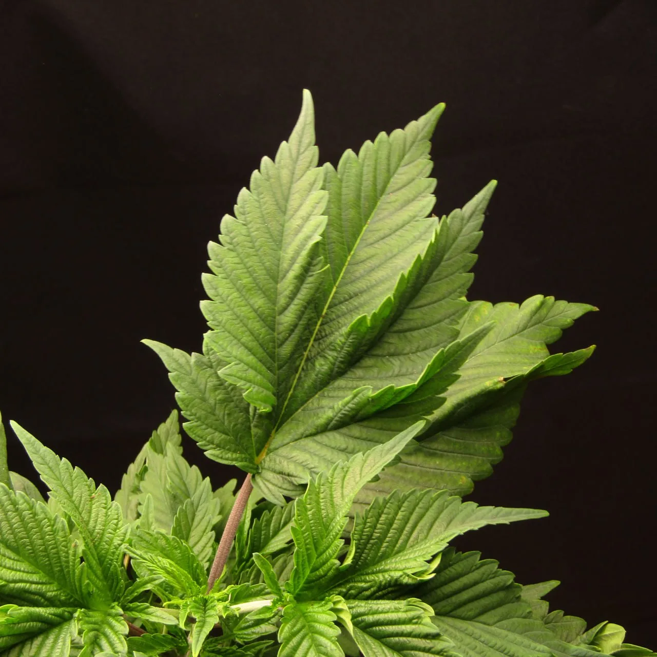 Lemon Alien foliage.
