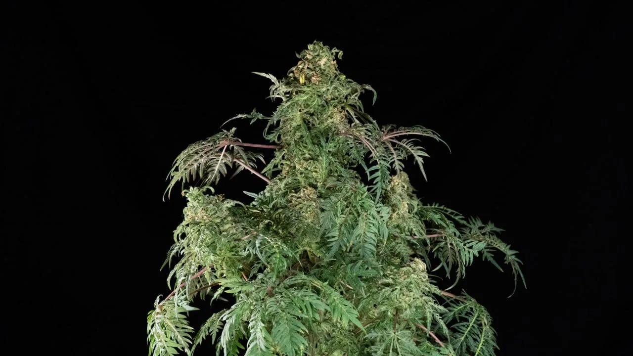 Flowering Freakshow.