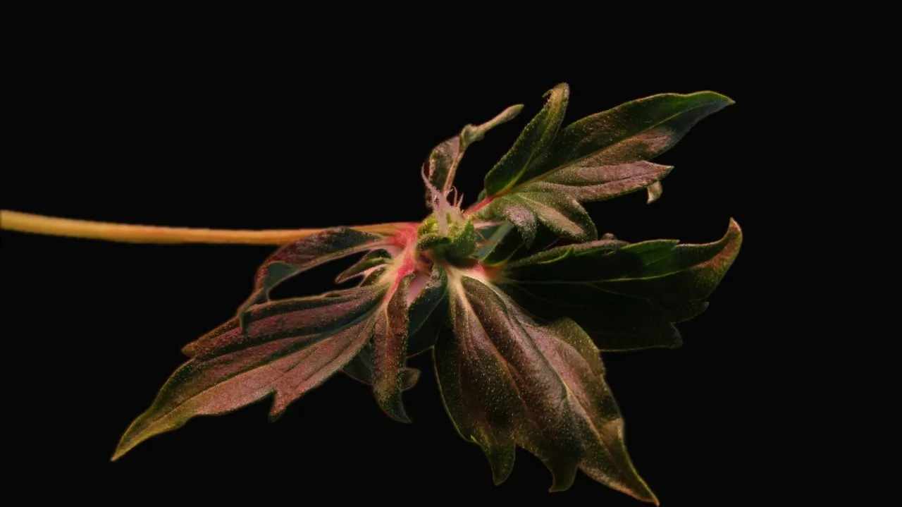 Buds on leaves