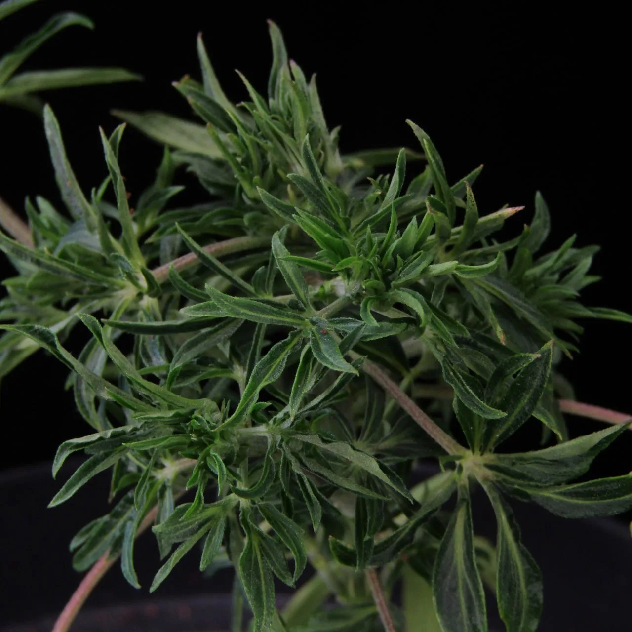 Narrow leaf lobes of the “Rosemary” phenotype.