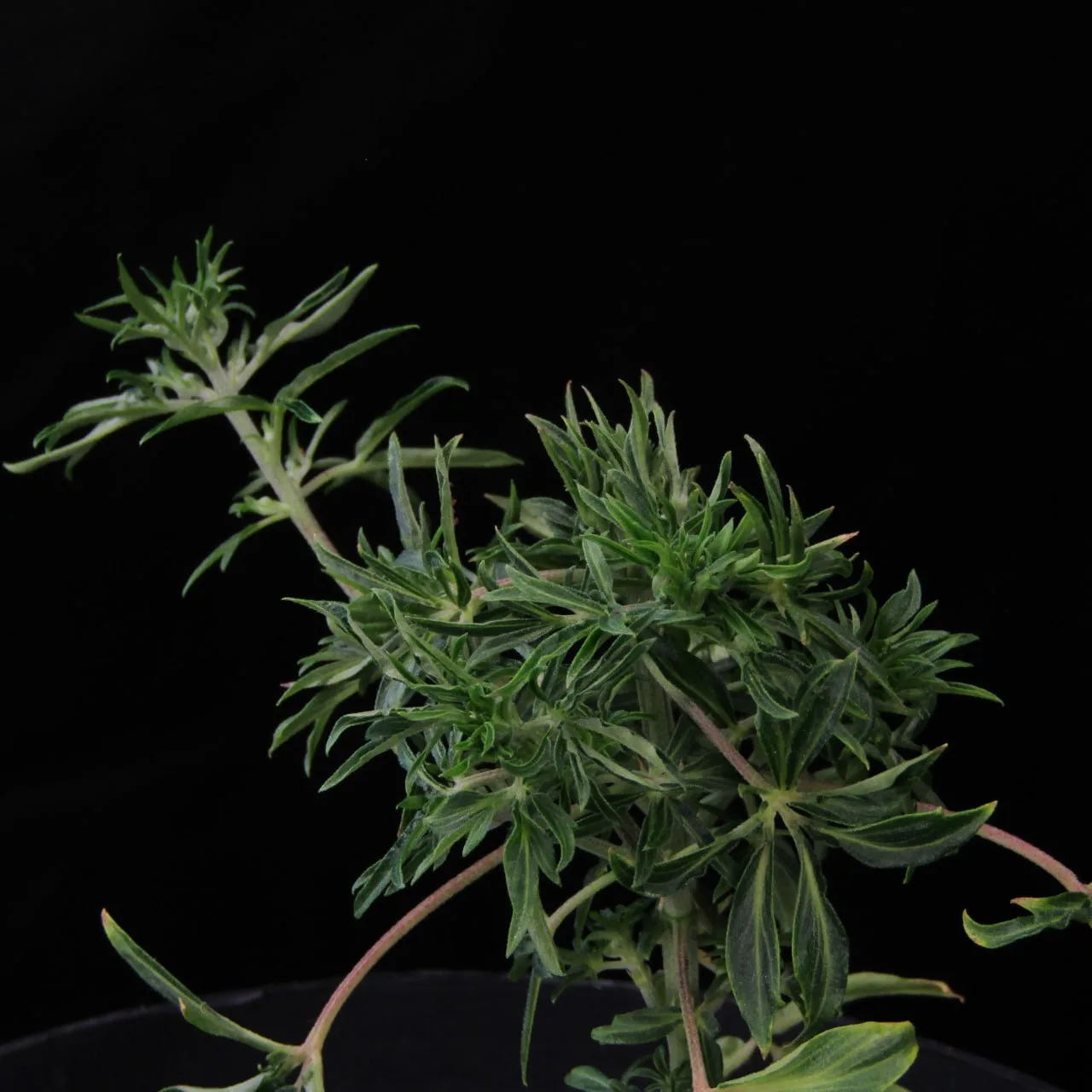 Foliage of the “Rosemary” phenotype.