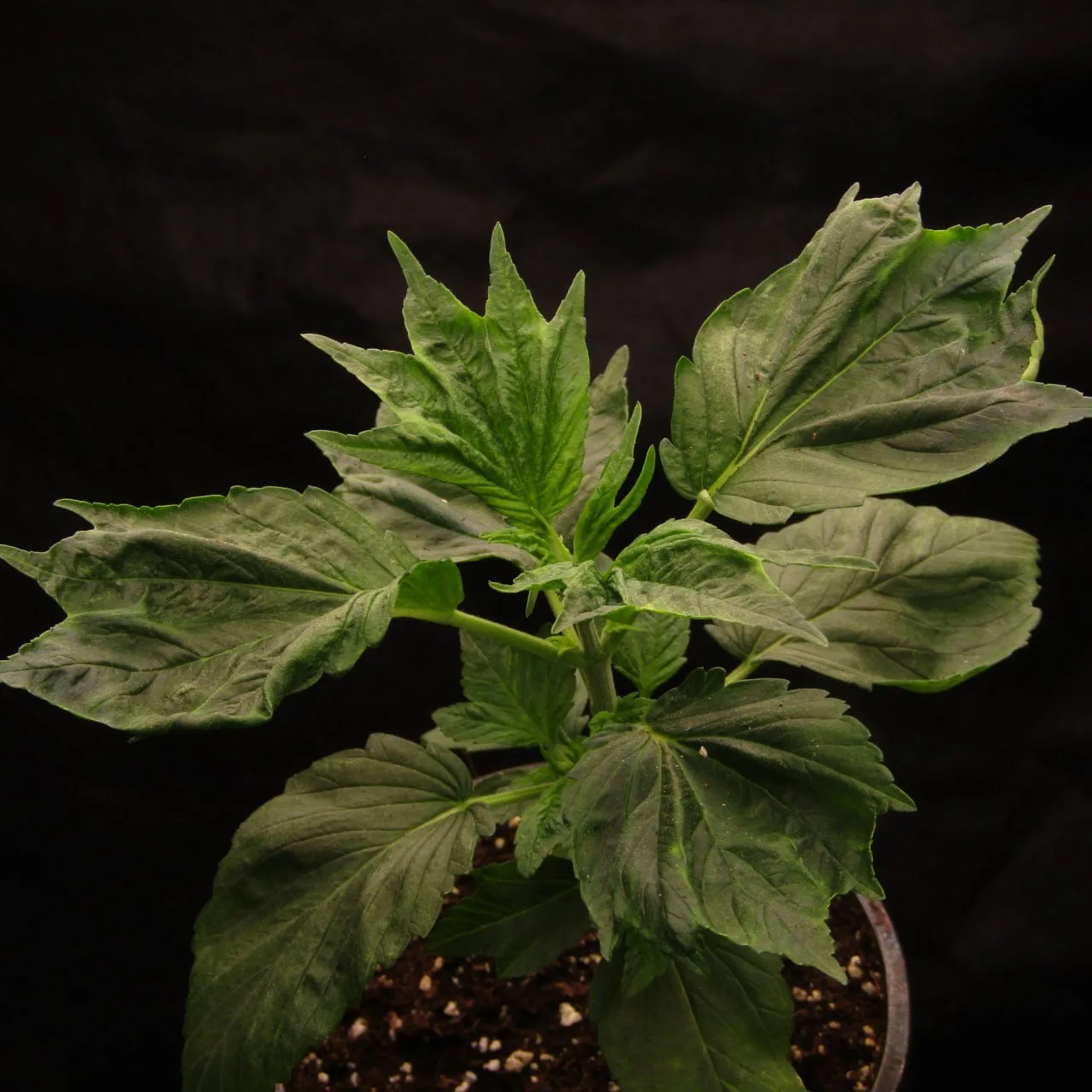 A young SWAG Berry plant.
