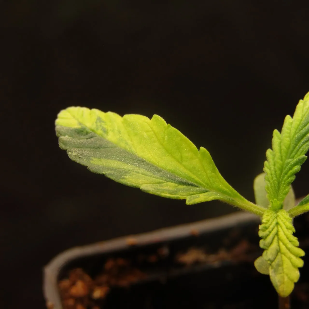 Variegation