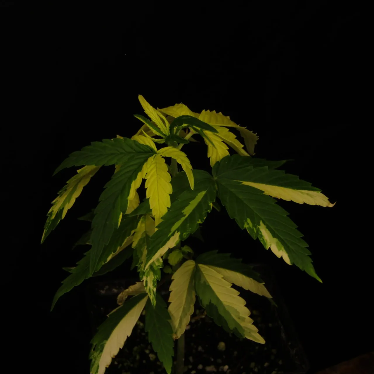 Variegated Drunken Bastard × Lowryder.
